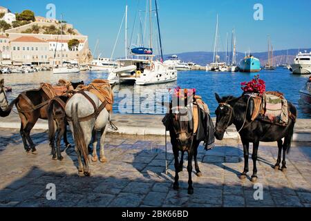 Mules waiting for tourists in the port of Hydra island, Greece. Stock Photo