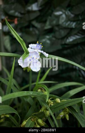 Tradescantia virginiana blue flowers Stock Photo