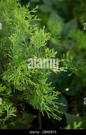 Thuja orientalis branch close up with fresh cones Stock Photo