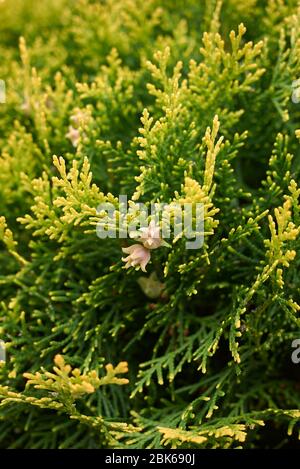 Thuja orientalis branch close up with fresh cones Stock Photo