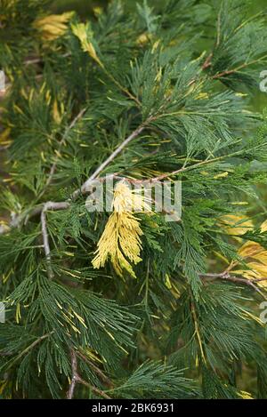 Calocedrus decurrens Aureovariegata green and yellow foliage Stock Photo