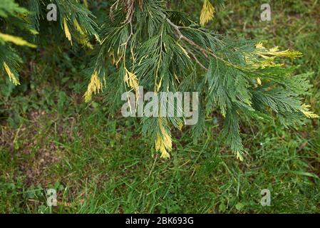 Calocedrus decurrens Aureovariegata green and yellow foliage Stock Photo