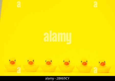 Six Yellow Rubber Ducks in Row isolated on yellow background copy space Stock Photo