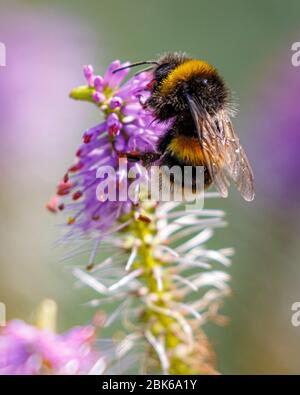 bumble bee on flower spike Stock Photo