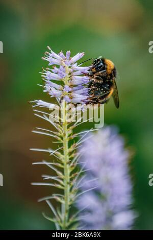 bumble bee on flower spike Stock Photo