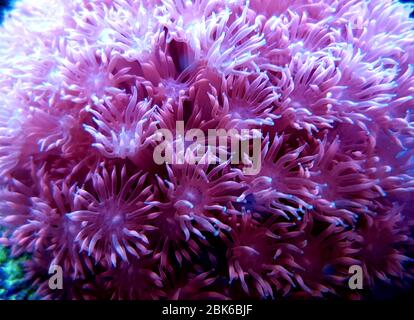 Flower Pot Goniopora sp. LPS coral Stock Photo