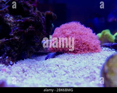 Flower Pot Goniopora sp. LPS coral Stock Photo