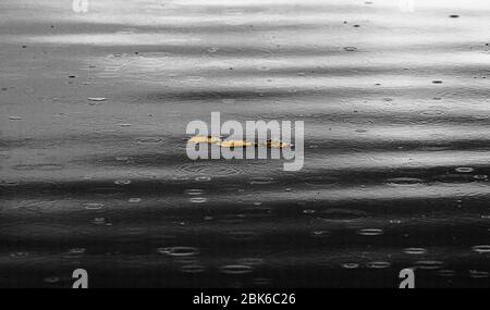 rain droplets on water surface Stock Photo
