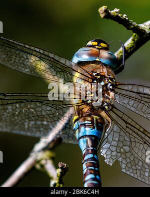 dragonfly resting on tree branch Stock Photo