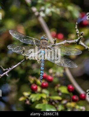 dragonfly resting on tree branch Stock Photo