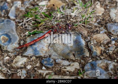dragonfly resting on plant Stock Photo