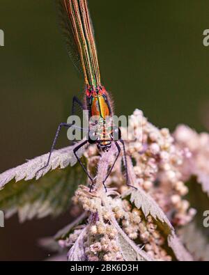 Portrait of a damselfly sitting on a plant Stock Photo - Alamy