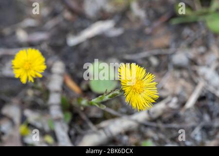 coltsfoot - Tussilago farfara also known as foalfoot or horsefoot. One of the first blooming flowers in spring. Medicinal plant Stock Photo