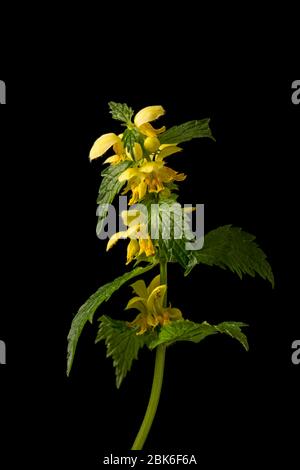 An example of a flowering Yellow Archangel, Lamiastrum galeobdolon, that was found growing at the side of a hedgerow in springtime. Black background. Stock Photo