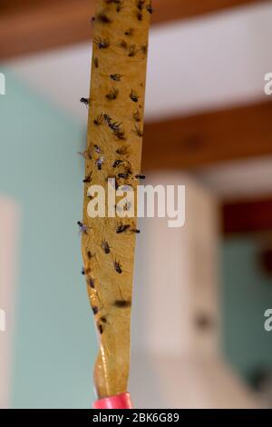 Dead flies stuck to a sticky fly paper trap Stock Photo - Alamy