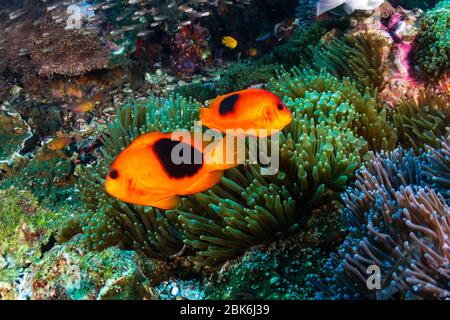 Family of Red Saddleback Anemonefish (Clownfish) in their host anemone on a tropical coral reef (Richelieu Rock, Surin Islands, Thailand) Stock Photo