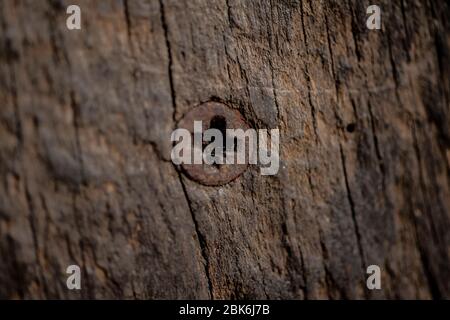 screw in old oak beam Stock Photo