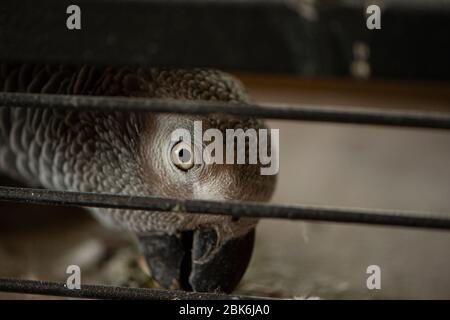 African Grey (Congo) parrot Stock Photo