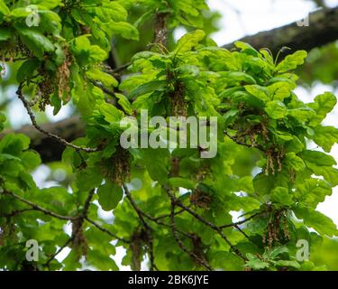 oak tree in springtime Stock Photo