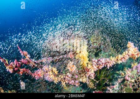 Huge schools of Glassfish swarming around a beautiful, colorful collection of hard and soft corals on a tropical reef Stock Photo