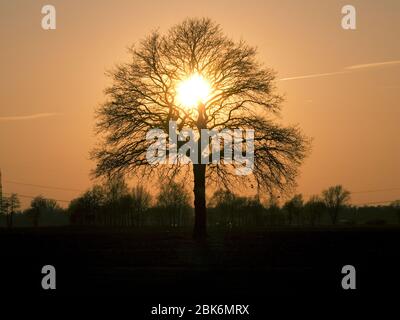 Oak tree with sunset on a field in the Elbmarsch. Stock Photo