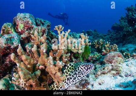 Honeycomb Moray Eel with background SCUBA diver on a tropical coral reef Stock Photo