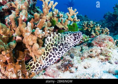 Beautiful Honeycomb Moray Eel hidden amongst hard corals on a tropical reef Stock Photo