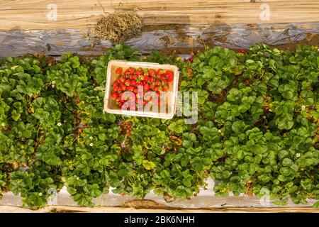Box of fresh picked Strawberries in a large field, Aerial view. Stock Photo