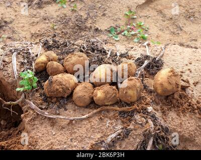 Fresh dug up ripe Potatoes on the ground in a small organic farm. Stock Photo