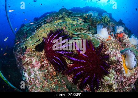 Predatory Crown of Thorns Starfish feeding on and damaging a tropical coral reef Stock Photo
