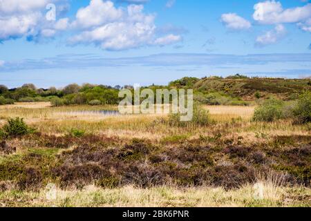 View across heath, reedbed fen and lake in Cors Goch North Wales Wildlife Trust Reserve, Llanbedrgoch, Benllech, Isle of Anglesey, north Wales, UK Stock Photo