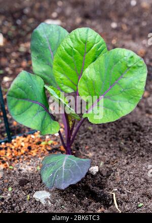 Young shoots of purple Brussels sprouts cabbage plant growing on organic farm close up Stock Photo