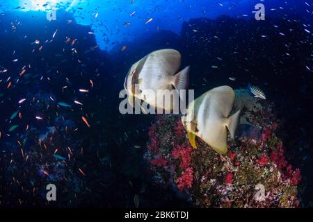 Longfin Batfish (Spadefish) and other tropical fish on a coral reef at Richelieu Rock, Thailand Stock Photo