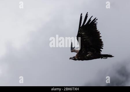 Black vulture (Aegypius monachus) flying in overcast, foggy weather Stock Photo
