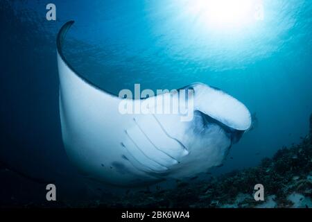 Manta Rays - Manta alfredi, visiting a cleaning station. Taken in Komodo national park, Indonesia. Stock Photo