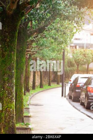 Empty pedestrian sidewalk. Old trees with moss and lichen beside pavement and the street. Cars parked on roadside parking. Old trees at curve road. Stock Photo