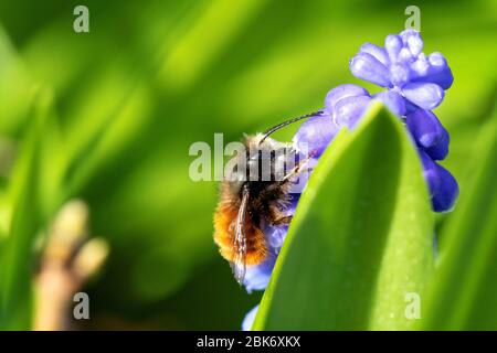 A macro portrait of a bee sitting on a blue grape hyacinth flower behind a green leaf in a garden during springtime. The insect is collecting pollen. Stock Photo