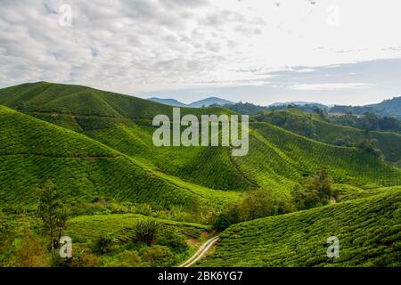Tea plantation at the Cameron Highlands in Malaysia Stock Photo