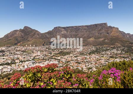 View from Signal Hill over Cape Town to Table Mountain and Devils Peak on a sunny day. Magenta and red flowers in the foreground, blue sky Stock Photo