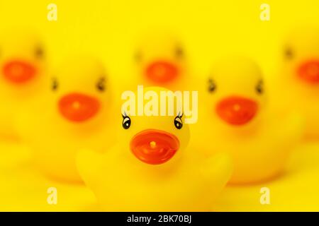 six rubber ducklings in V-shape formation close up. leadership concept Stock Photo