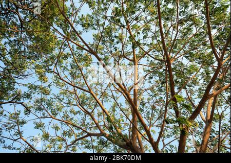 Branch of Rain Tree, Samanea Saman green leaves with sunshine and blue sky Stock Photo