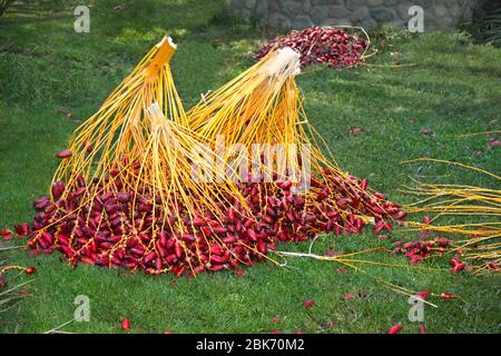 Dates harvest. Egypt cuisine.  Branches of red date palm.  Cut branches of date palm. African food. Tropical fruit.  Ripe red date. Phoenix dactylifer Stock Photo