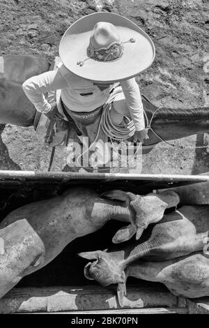 Mexican cowboys getting a herd of bulls ready to participate in a 'charreria' event. Charrerias are the Mexican equivalent of rodeos. For three days t Stock Photo