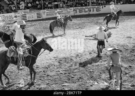 Mexican cowboys participating in one of the events of a 'charreria' that is about to catch a bull with a lasso and knocking it down.  Charrerias are t Stock Photo