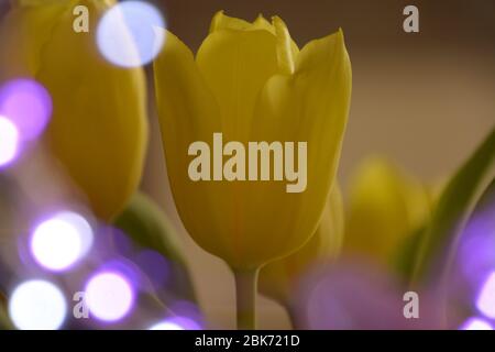Spring blossoming pastel yellow tulips as colorful bokeh flower background with copy space Stock Photo