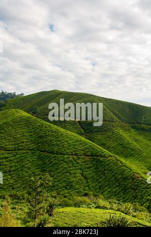 Tea plantation at the Cameron Highlands in Malaysia Stock Photo