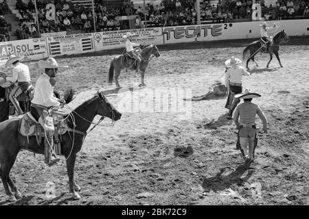 Mexican cowboys participating in one of the events of a 'charreria' that is about to catch a bull with a lasso and knocking it down.  Charrerias are t Stock Photo