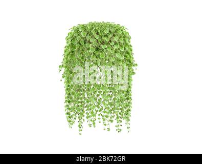 green plant hanging isolated on white background Stock Photo