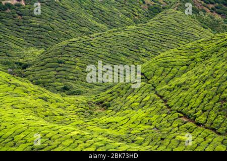 Tea plantation at the Cameron Highlands in Malaysia Stock Photo