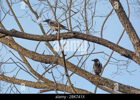 Two urban crows perching on a tree branch in a park with empty plastic cap. Problem with garbage and animals. Early spring morning Stock Photo